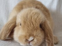 Cüce lop/miniatur lop cüce tavşan çiftliği alanya