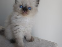 Safkan İran kedi yavruları