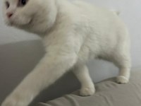 8 aylık erkek british shorthair