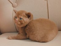 Cinnamon Erkek British Shorthair