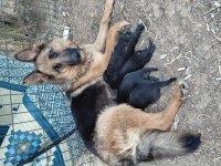 Alman Çoban Köpeği Workline