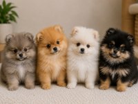 ÜST KALİTE 0 BURUN POMERANİAN BOO YAVRULARIMIZ
