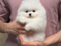 Pomeranian Boo Teddy Bear Yavrulardan Biri İçin Ulasın