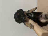 Yorkie bebekler 2 dişi 3 erkek
