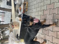 1.5 Yaşında Erkek Safkan Rottweiler