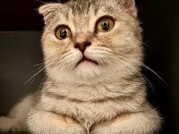 A Kalite Uysal Ve Oyuncu Scottish Fold Kedimize Sahip