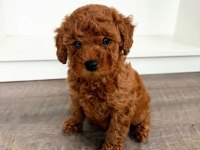 ZARAFETİYLE BÜYÜLEYEN BEBEK POODLE