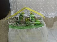 Toplu muhabbet kuşu ucuz 3 erkek ve 2 dişi