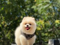 Dost Canlısı Pomeranian Boo Yavrularımız