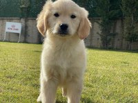 Golden Retriever Bebeklerimiz Üst Kalite