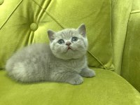BRİTİSH SHORTHAİR LİLAC DİŞİ