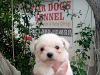 (SDK) çiftlikten numara maltese terrier köpekler
