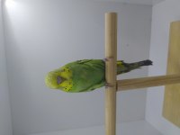 Jumbo erkek bebek muhabbet kuşu