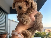 Toy yavru poodle anne baba poodle