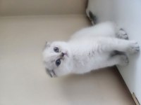 Scottish Fold Blue 2 Aylık Yavrular Dişi Ve Erkek