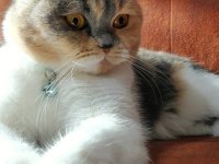 1 YAŞ CALICO SCOTTİSH FOLD