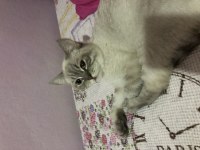 British longhair ciddi alıcılar ulaşsın