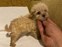 Apricot poodle yavrularımız