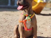 EFSANE ANATOMİ FRENCH BULLDOG