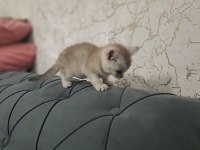 MİNİK BRİTİSH KEDİMİZ