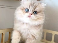 British Longhair Kedisi