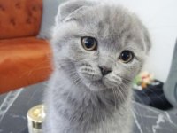 Scottish fold yavru