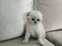 Yeni yılın british longhair bebekleri