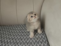 PREMİUM VE SAĞLIKLI BEBEK KEDİLER