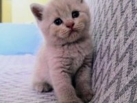 British shorthair scottish fold kedisi