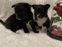 EV ORTAMINDAN TEACUP CHİHUAHUA YAVRULAR