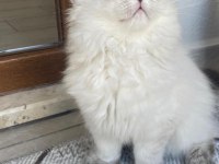 Erkek kedim yuvasını arıyor