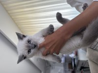 British Shorthair 60 Günlük Erkek