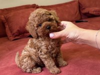 Red Brown Mini Poodle Bebekler 