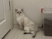 Yetişkin Point Dişi Ve Erkek British Shorthair