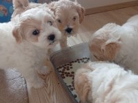 A KALİTE MALTİPOO YAVRULAR
