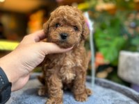 SAĞLIK VE IRK GARANTİLİ TOY POODLE
