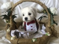 Bayram Gibi Şeker Sahibinden Aşılı Maltese Terrier