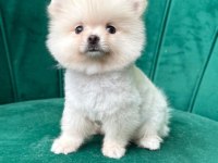 MUHTEŞEM POMERANİAN BOO YAVRULARIMIZ