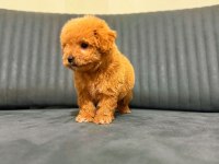 A kalite maltipoo yavrularım teslime hazır