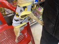 Chihuahua tüm aşıları tam full oyuncu