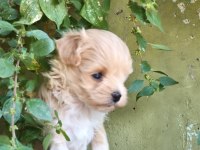 Maltipoo bebekler