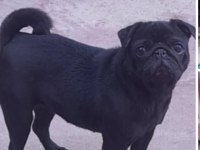Pug damızlık dişi erkek