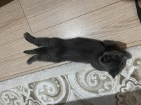 Antalya Yavru British Shorthair
