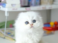 Scottish Fold Longhair Top Kafa Silver Yavrumuz