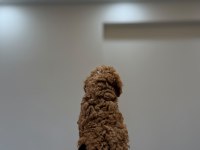Pofuduk Orjinal Toy Poodle