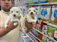 Orjinal Maltipoo Bebekler Aşılı Belgeli