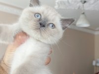 Blue Point Dişi British Shorthair