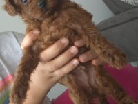 10 Güne Teslim Kore Anne Babadan Safkan KORE Poodle BEBEKLER
