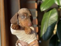 Chocolate tan ve chocolate merle dachshund yavruları