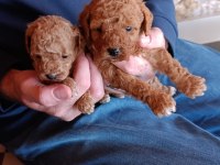RED TEACUP TOY POODLE